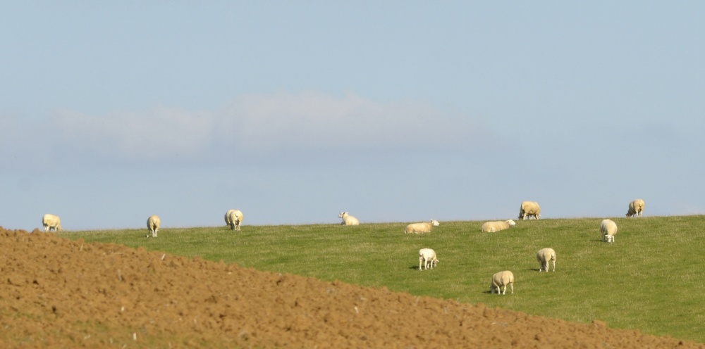 Sheep near Hempton, Oxfordshire