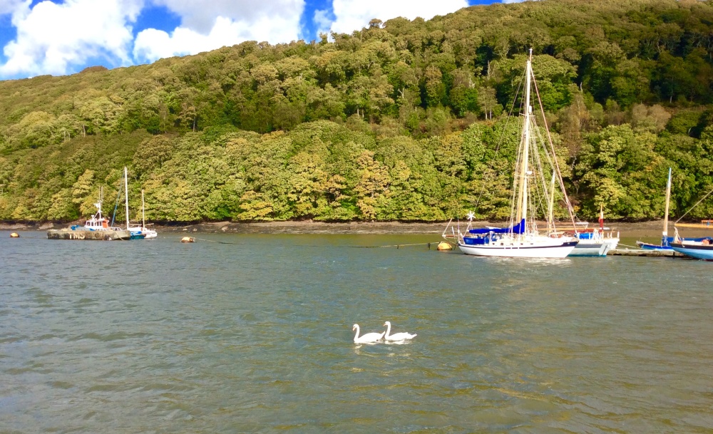 Two swans on the river at Dartmouth