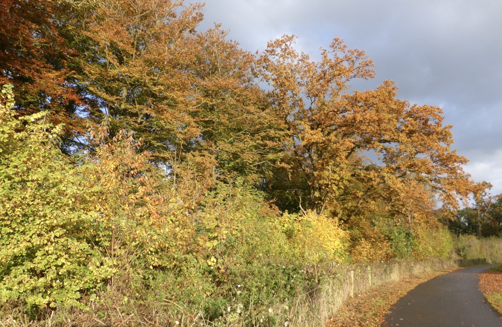 Autumn Colours on the Road to Caen Hill Locks near Rowde, Wiltshire.