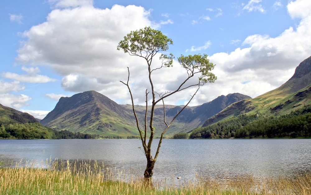 Lone Tree in Buttermere against the Background of Fleetwith Pike and Haystacks