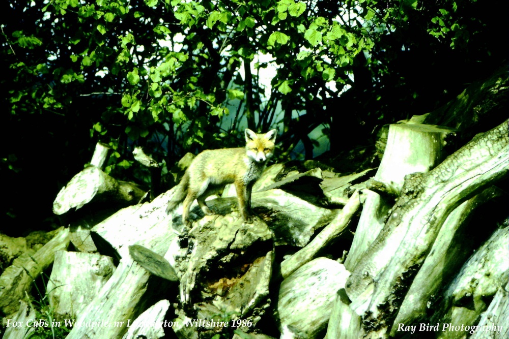 Fox Cub, nr Luckington, Wiltshire 1986