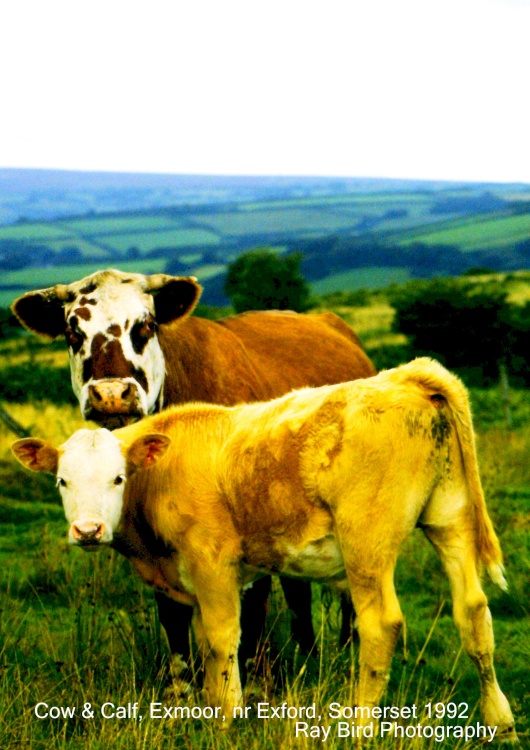 Cow & Calf, Exmoor, nr Exford, Somerset 1992
