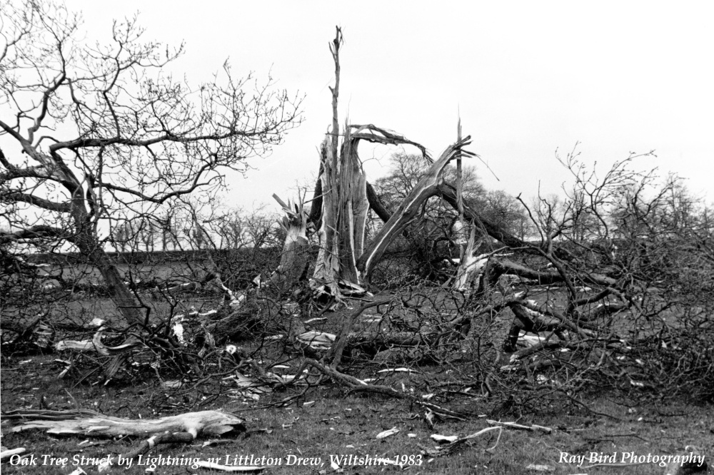 Oak Tree struck by Lightning, Littleton Drew, Wiltshire 1983