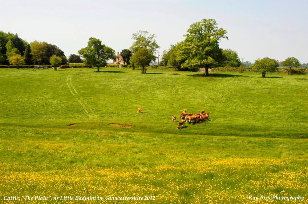 Cattle in Field, The Plain, nr Little Badminton, Gloucestershire 2012