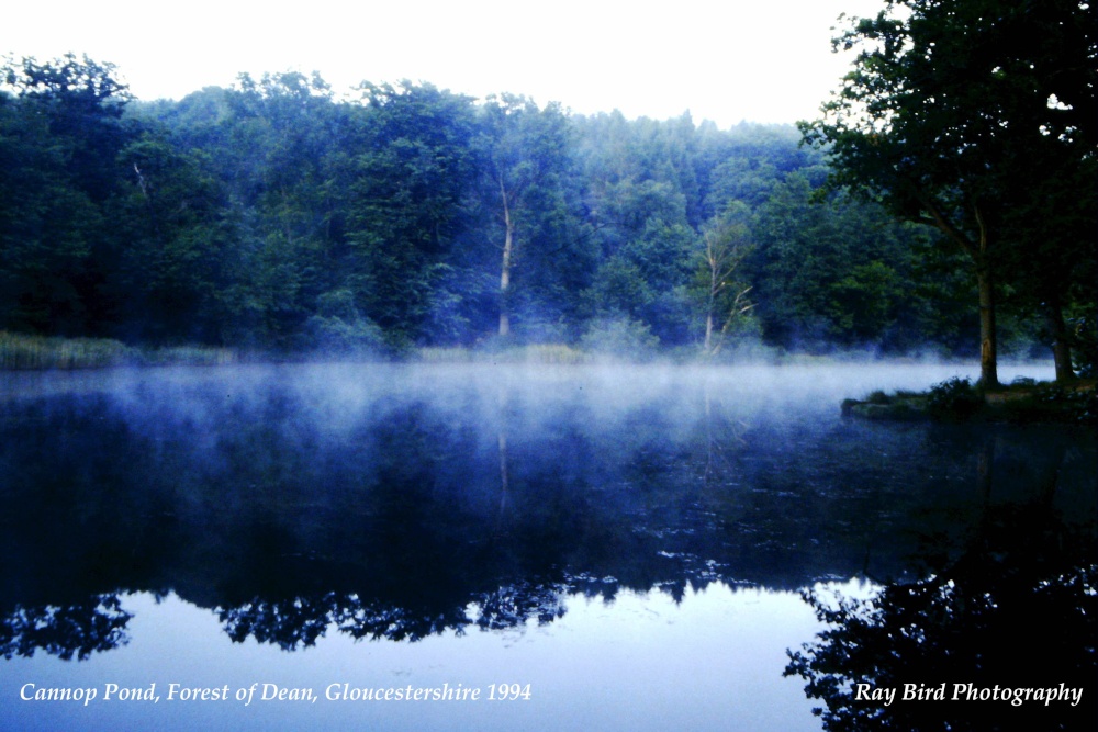 Early Morning Mist, Cannop Ponds, nr Coleford, Forest of Dean, Gloucestershire 1994