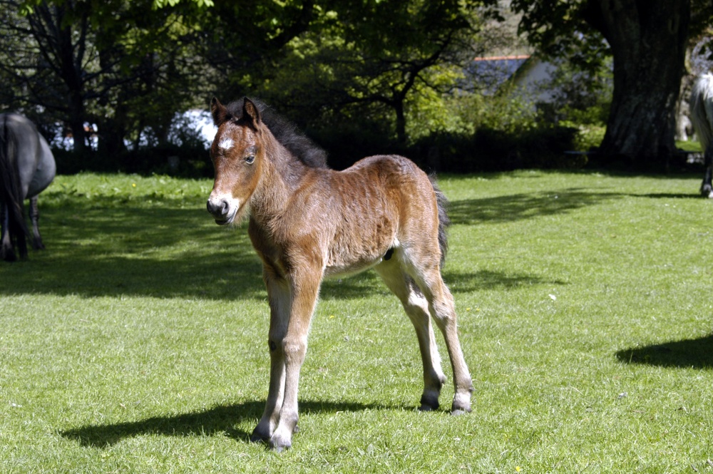 Dartmoor pony at Widecombe in the Moor
