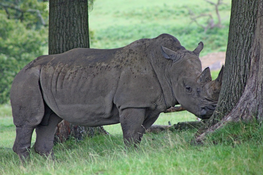 Longleat Rhinoceros