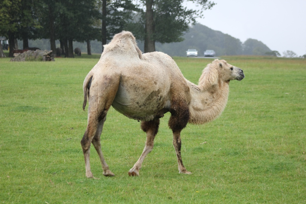 Humphrey the camel