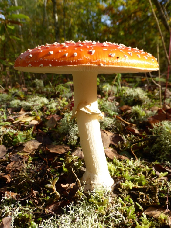 Fly Agaric Mushroom in Beacon Wood Country Park, Bean, Kent