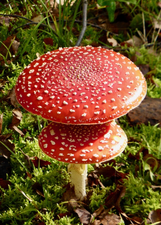 Very Neat Pair of Fly Agaric Mushrooms in Beacon Wood Country Park, Bean, Kent