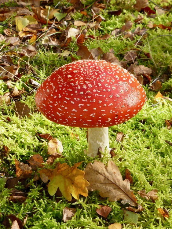 A Fine Example of a Fly Agaric Mushroom in Beacon Wood Country Park, Bean, Kent.