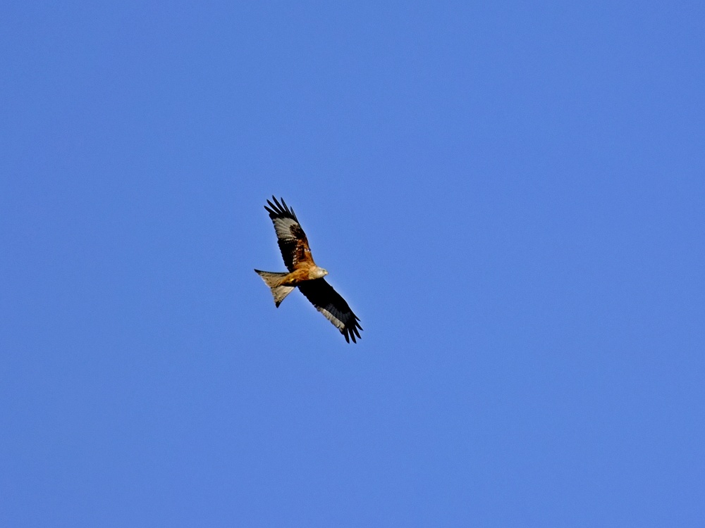 Red Kite at Rowlands Gill