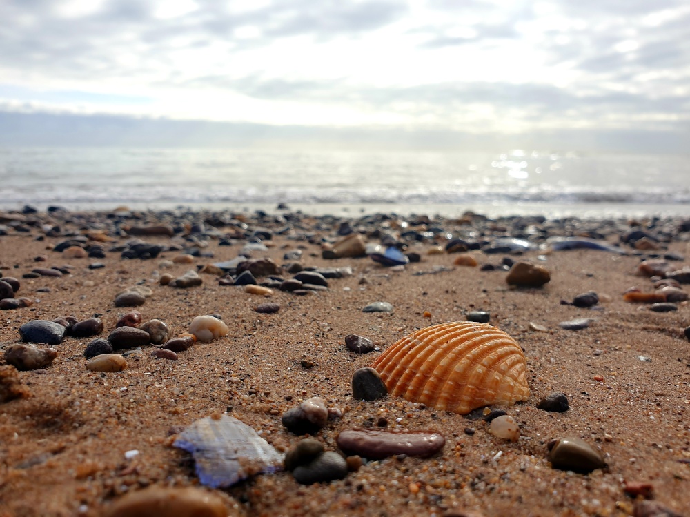 Exmouth shell