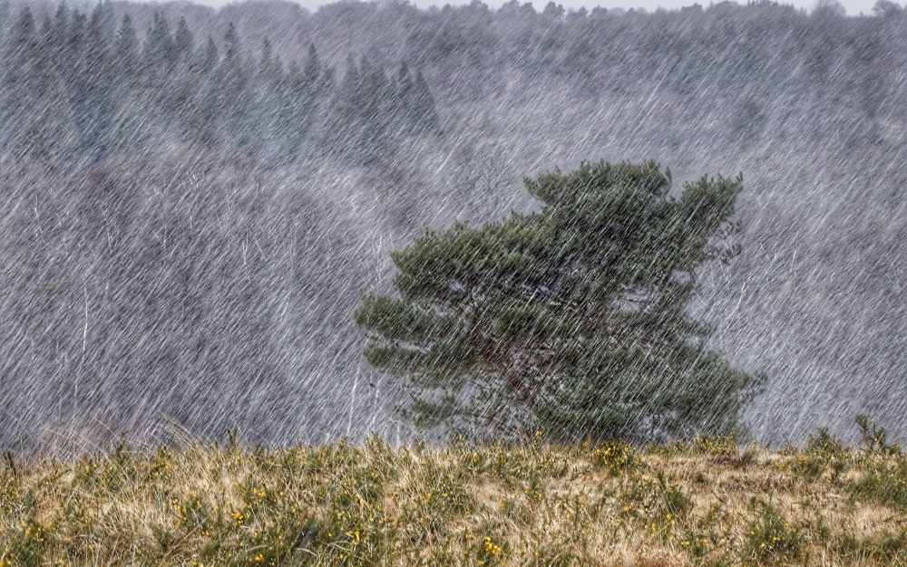 Snowstorm, Crowborough Warren, Ashdown Forest