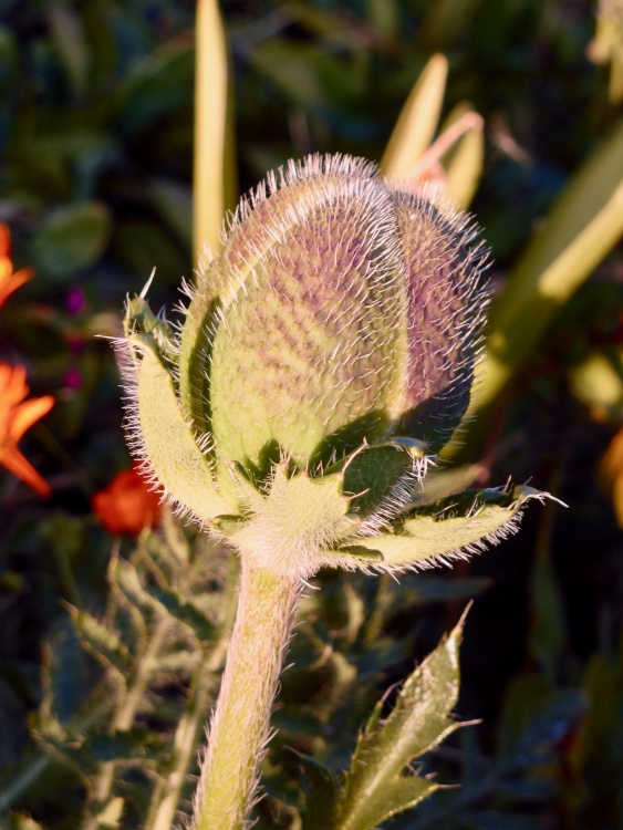 A Beautiful Poppy Bud About to Burst in a Gravesend Garden.