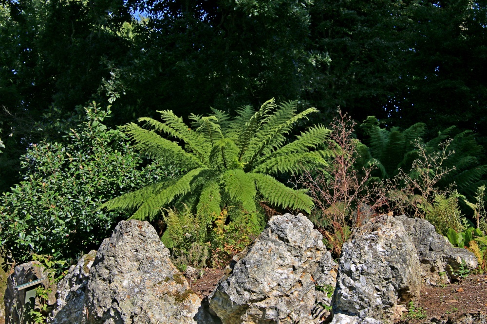 Bicton ferns at the Shell House