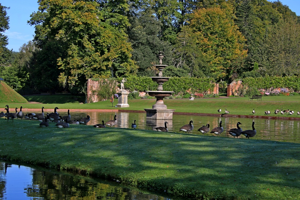 Canada geese at Bicton