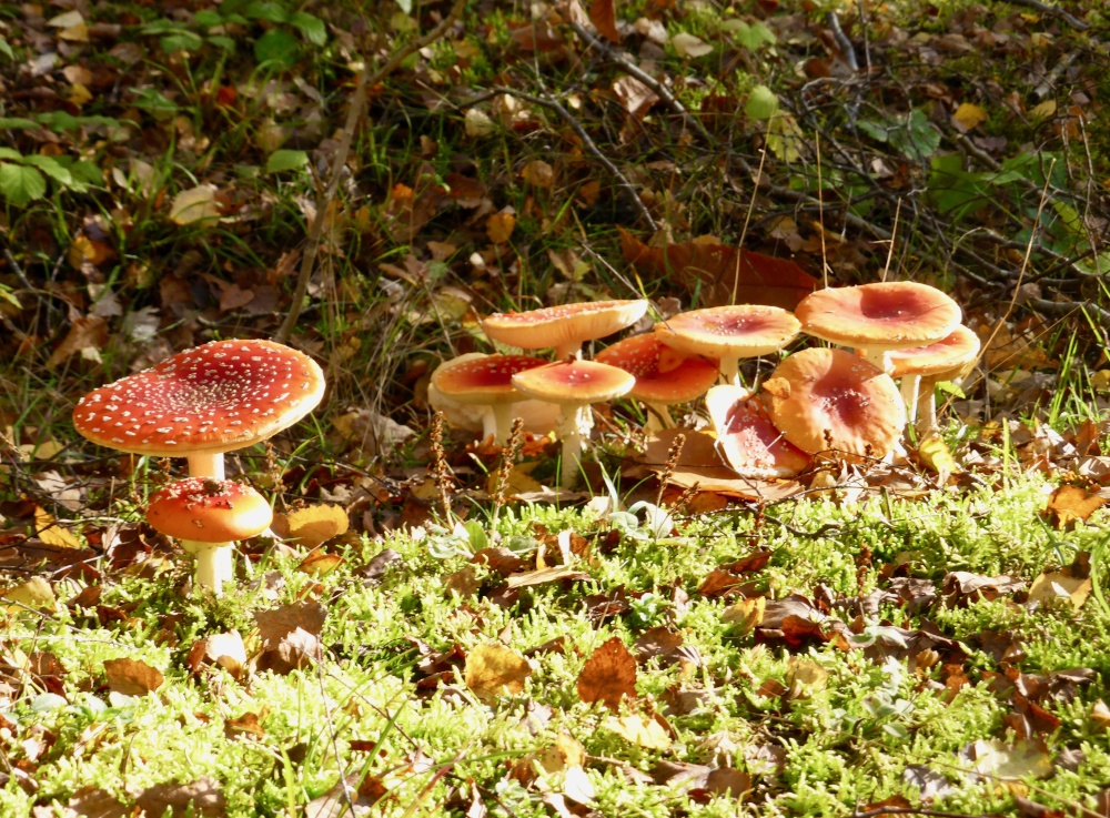 Fly Agaric Mushrooms in Beacon Wood Country Park Bean, Kent.