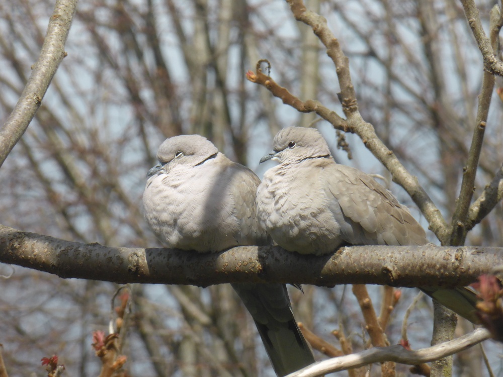 ThIs Pair of Collared Doves In my Gravesend Garden are Really Contented Now!