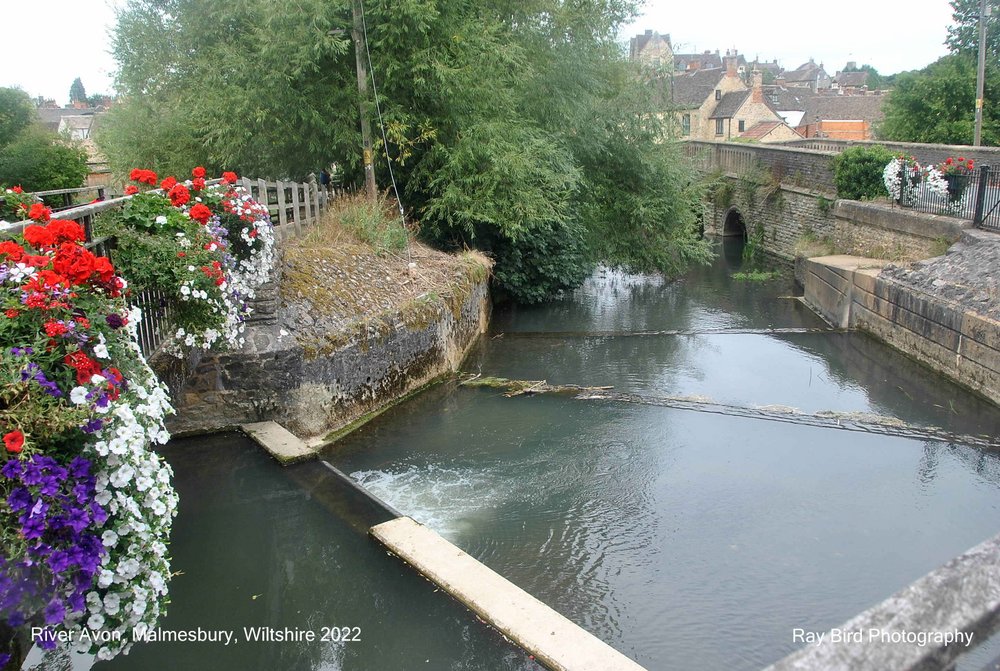 River Avon, Malmesbury, Wiltshire 2022