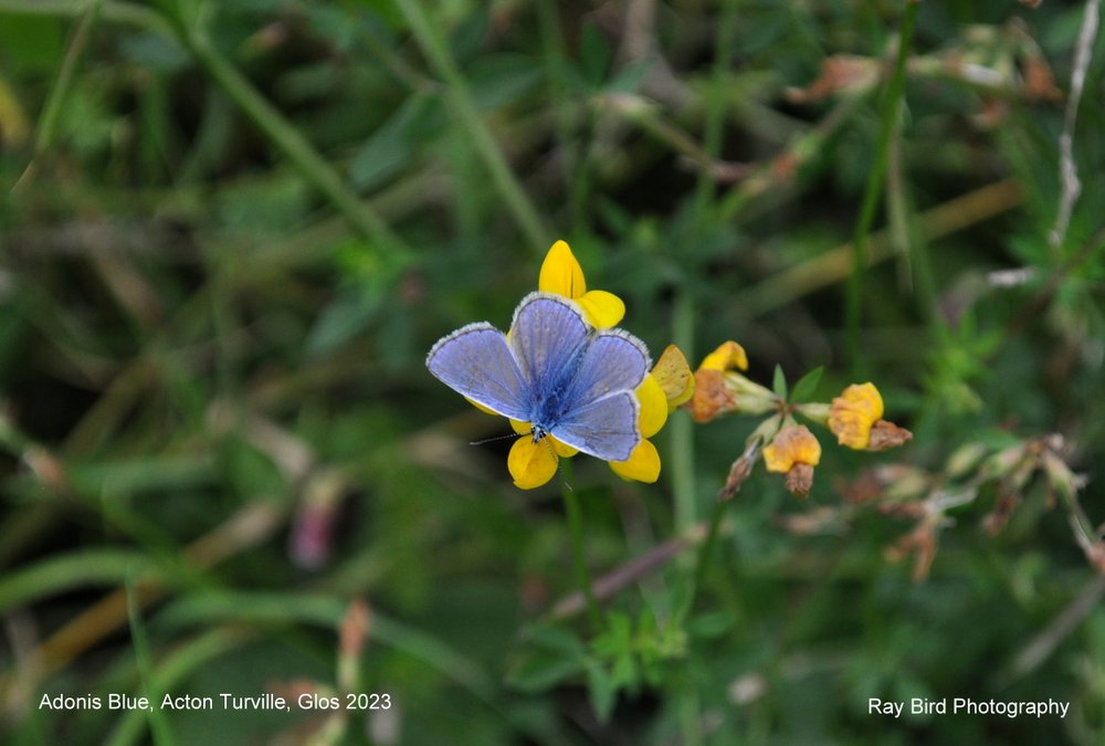 Adonis Blue Butterfly, Acton Turville, Gloucestershire 2023