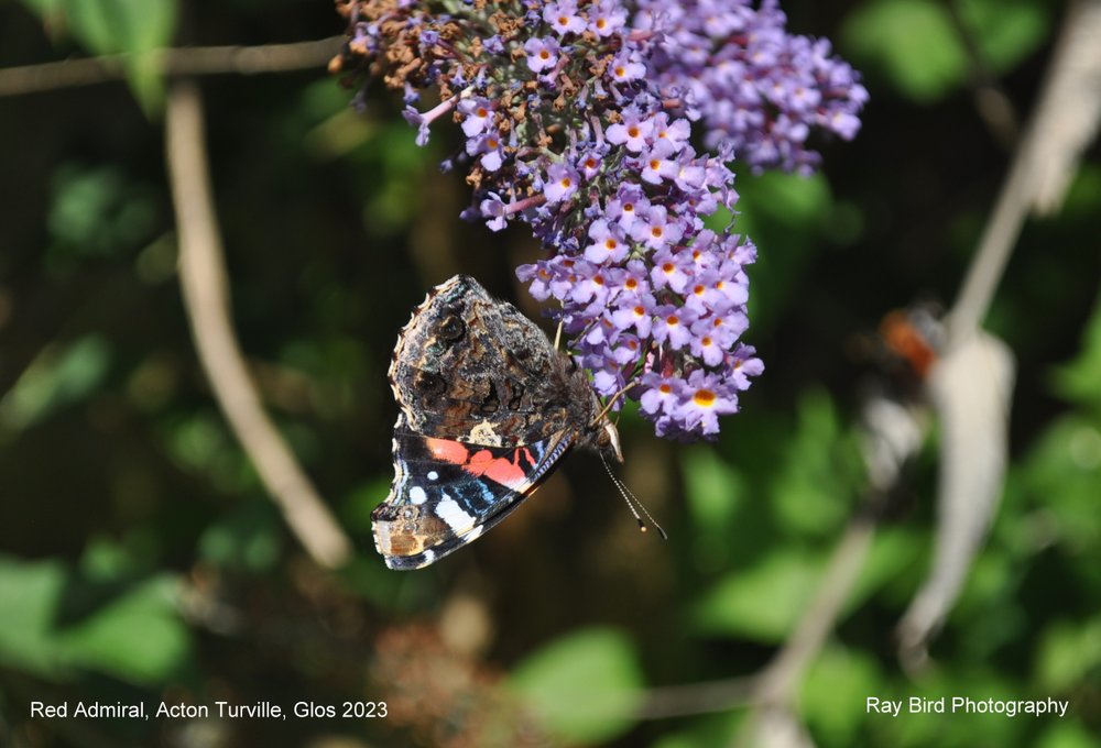 Red Admiral, Acton Turville, Gloucestershire 2023
