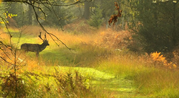 English wildlife English wildlife