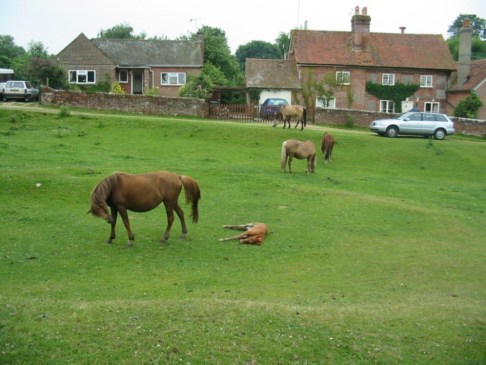 "Woodgreen, Hampshire" by Jeff Saunders at