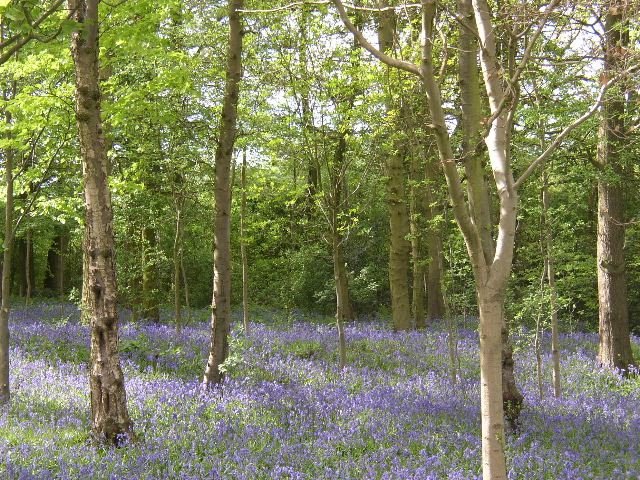 Bluebell woods at Hanbury Hall in Droitwich, Worcestershire