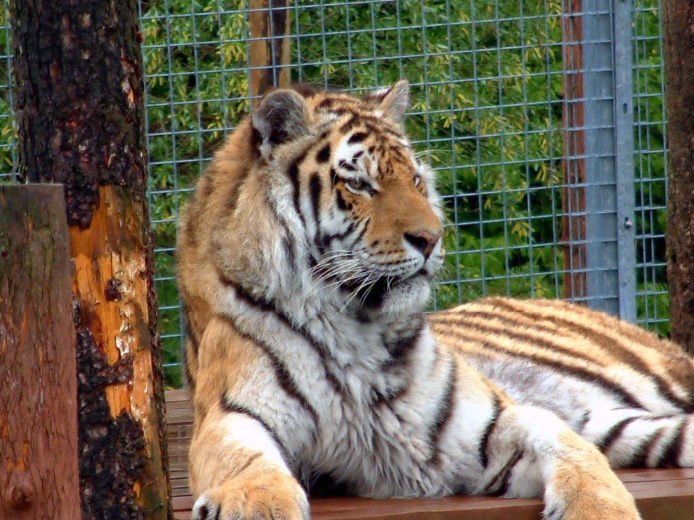 "Picture of tiger at Dalton zoo, DaltoninFurness" by Jack High at