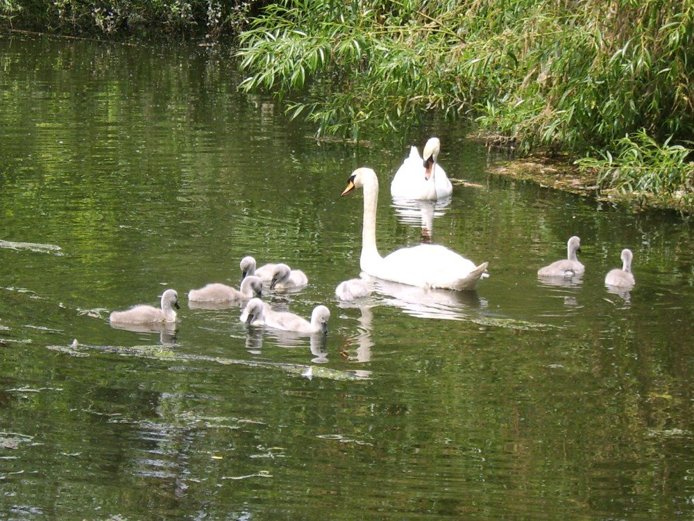 Swans with 9 Cygnets, Castle Park, Colchester, June 2006