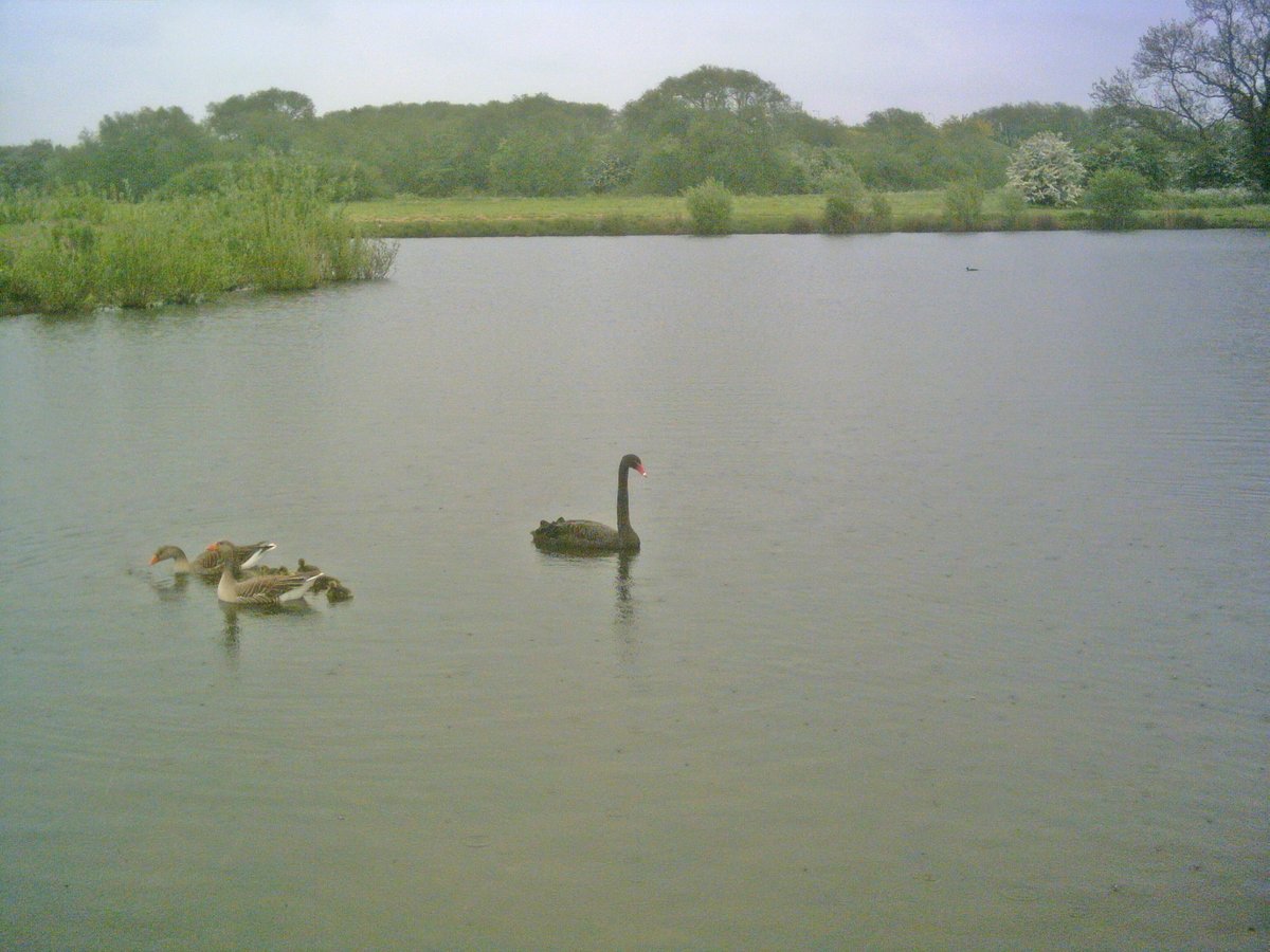 Black Swan on Borrowpit Lake, Tamworth