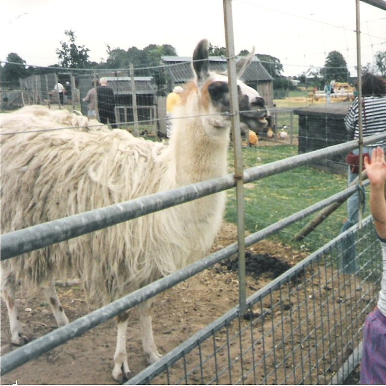 White Post Farm Park, Close to Farnsfield, Notts. 
Feeding the Llamas in 1990