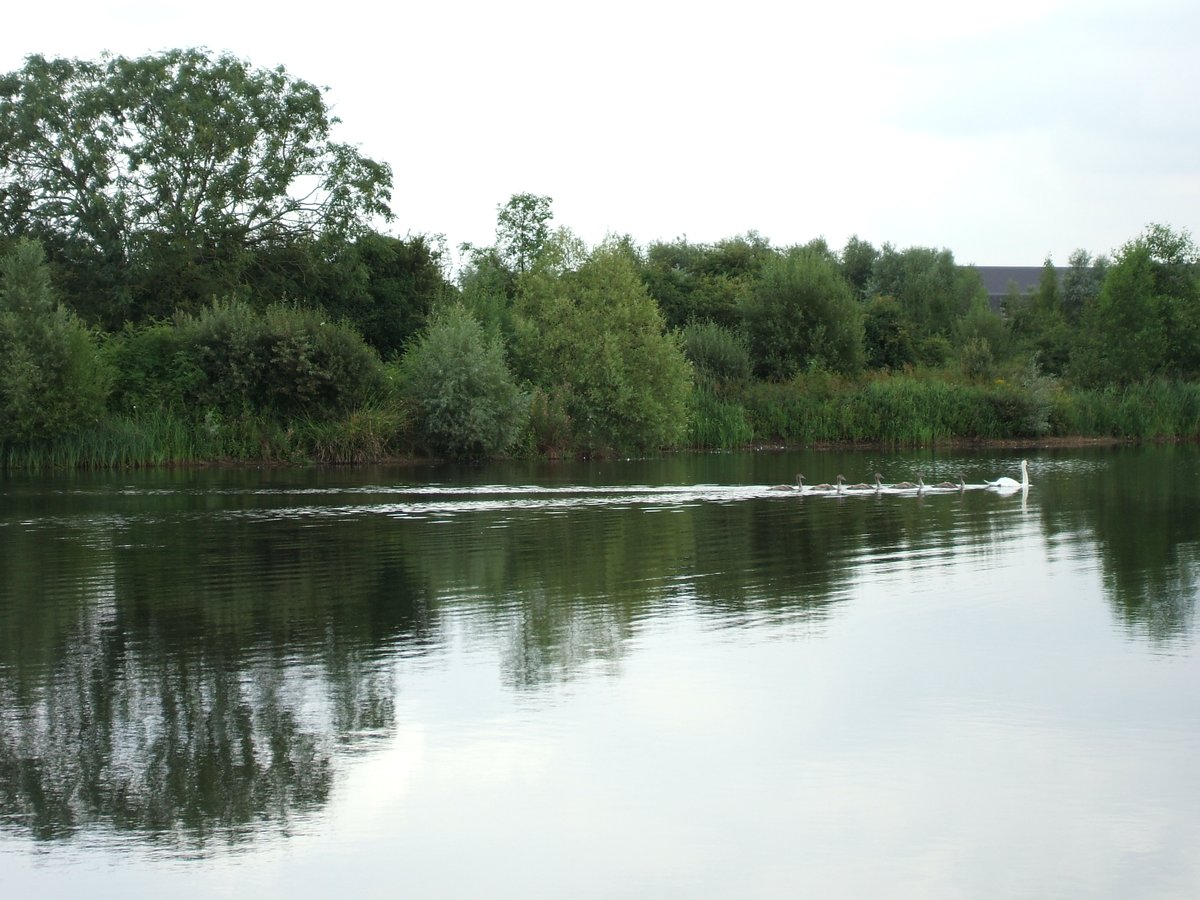 Family of swans line astern on lake in Watermead Country Park, Thurmaston, Leicestershire.