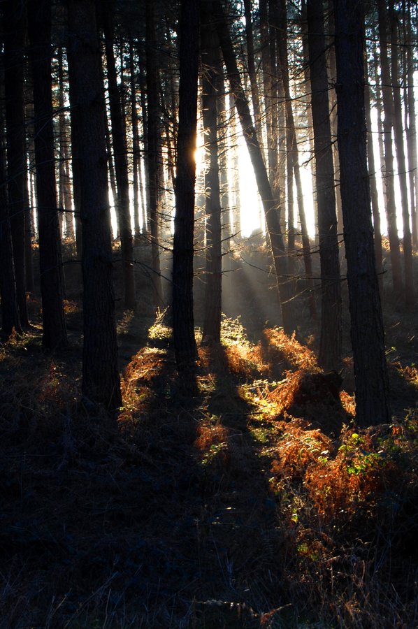 Sunlight through the trees, Cannock chase, Staffordshire