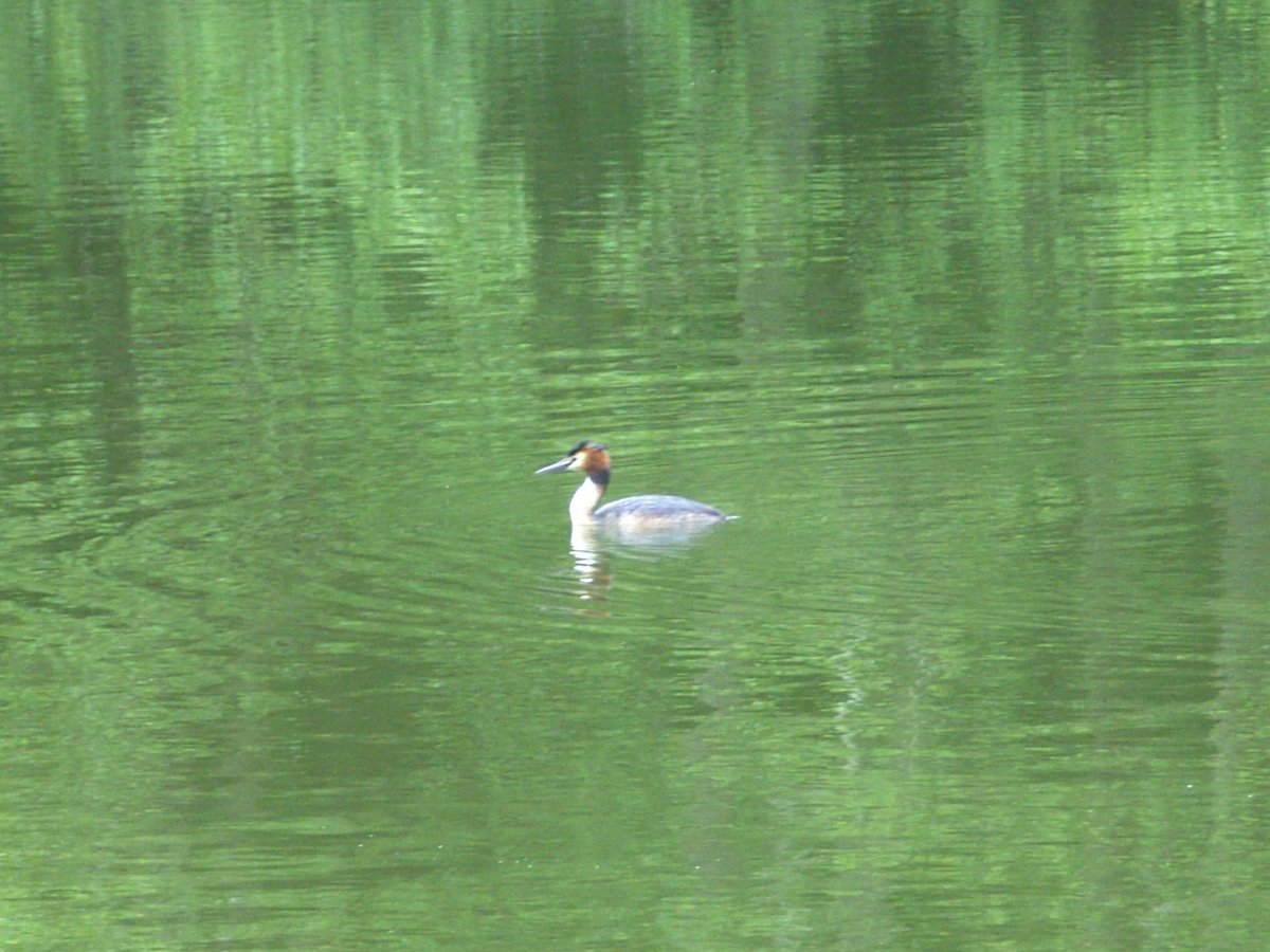 A Grebe on the lake at Clumber Park in Nottinghamshire a National Trust property.