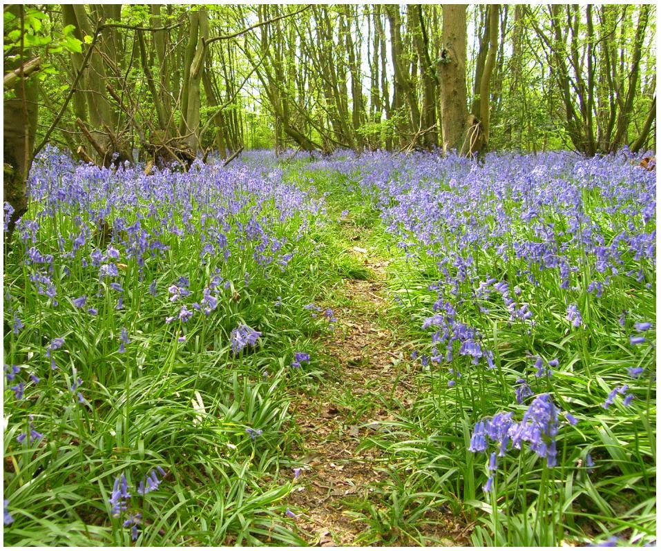 "Harpenden, Hertfordshire" by Ady Crocker at