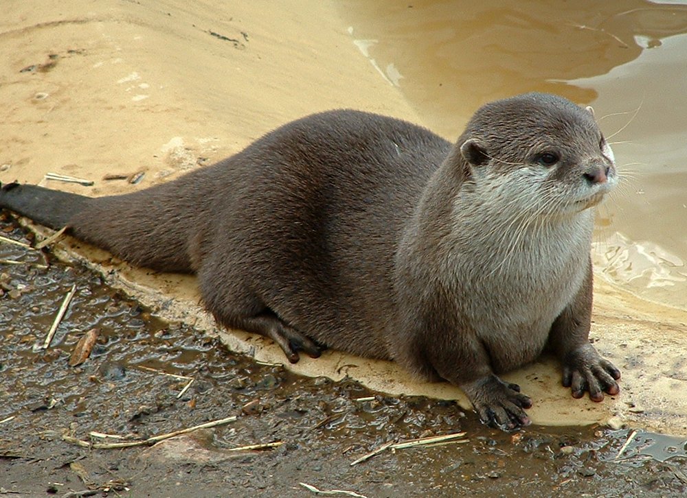 Otter at Thrigby Hall