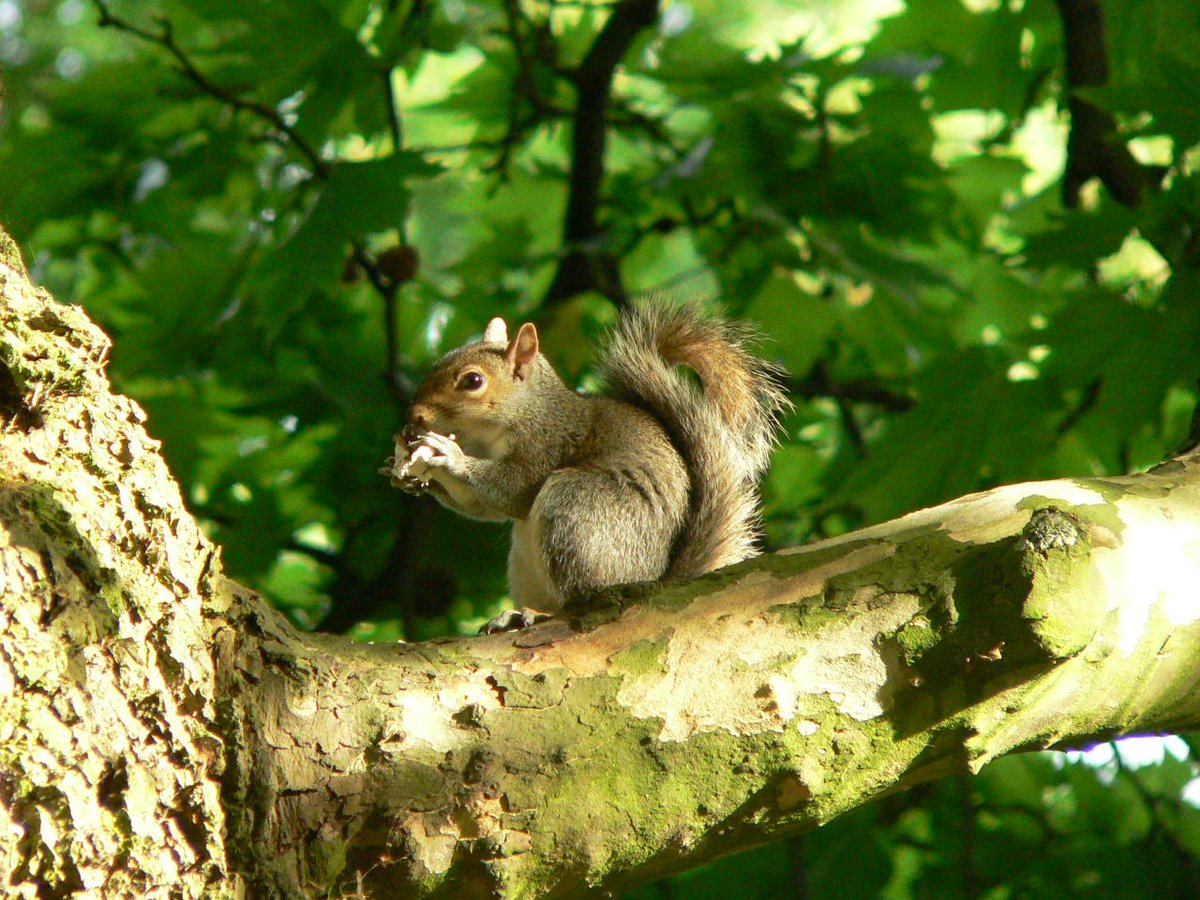 Grey Squirrell in Hyde Park, Kensington, London