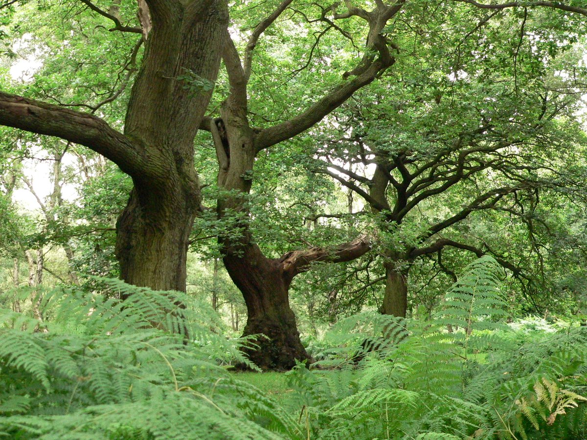 Ancient forest near Brocton, Cannock Chase, Staffordshire