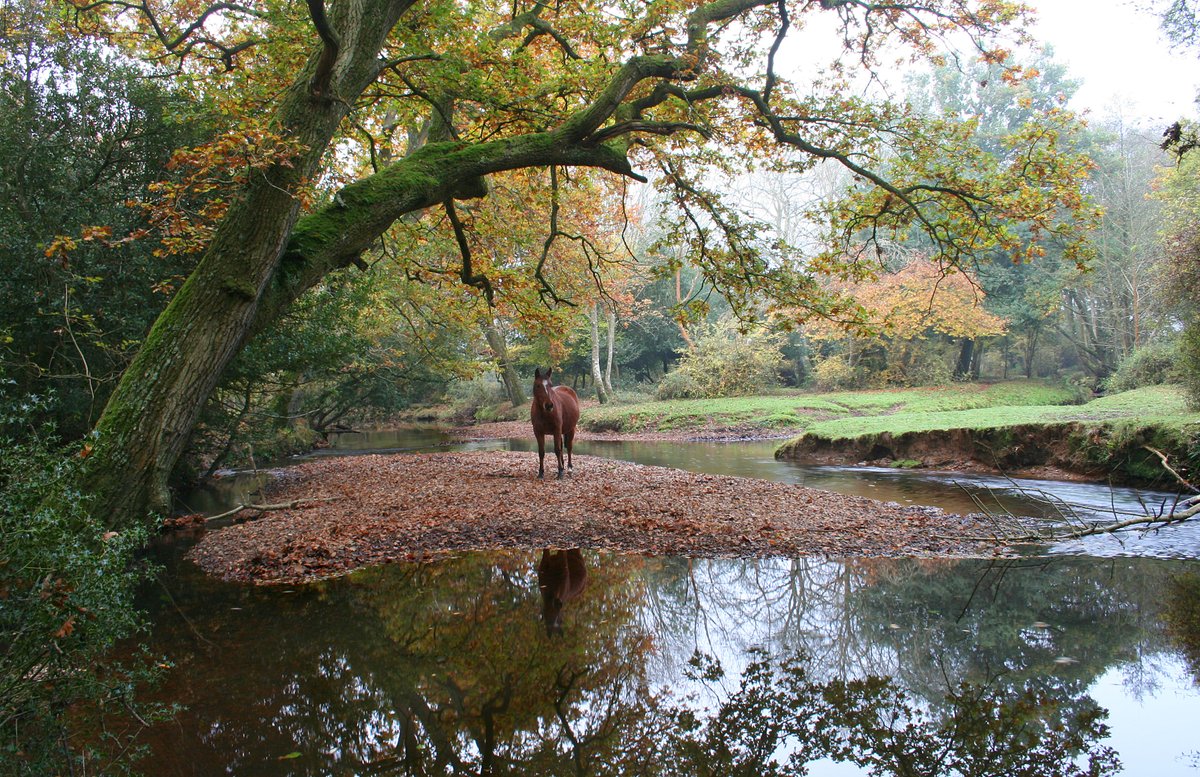 The New Forest, Hampshire