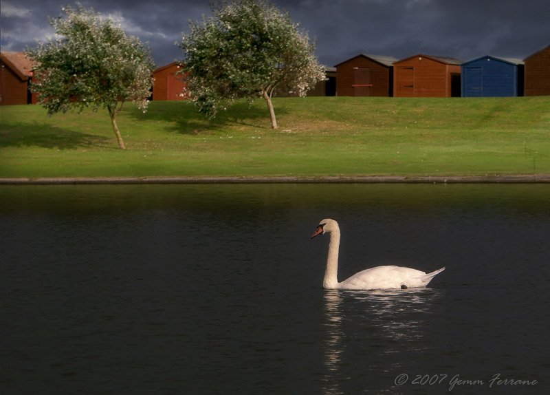 Swan on a Dovercourt lake, Essex