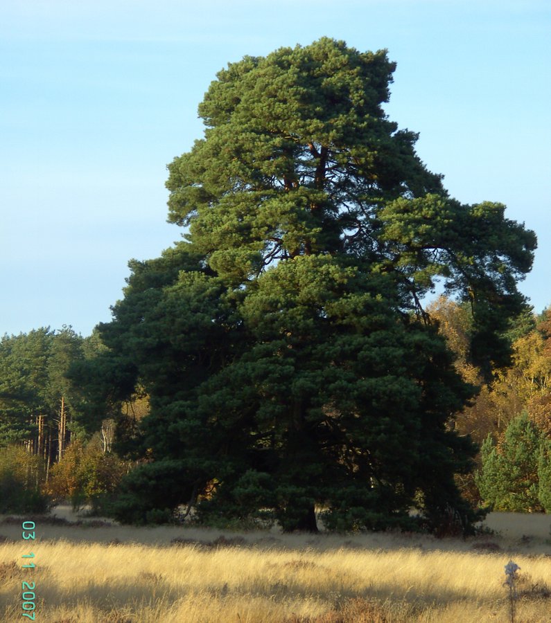 Big tree at Clumber Country Park, Worksop, Nottinghamshire