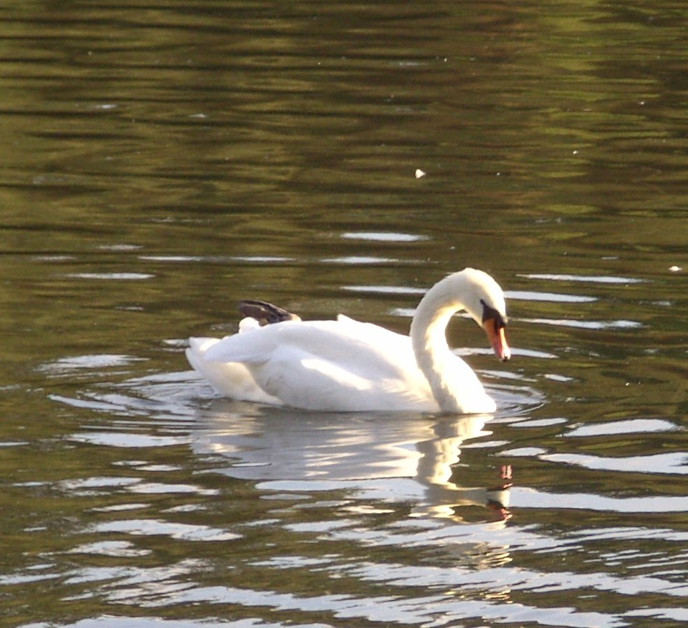 Swan, Clumber Country Park, Worksop, Nottinghamshire