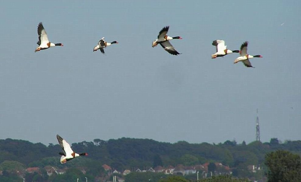 Shelduck flying over the reed beds at Upton Country Park, Poole, Dorset