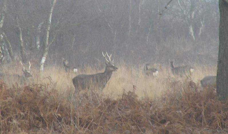 Sika stag in the mist at Arne RSPB Reserve, Dorset
