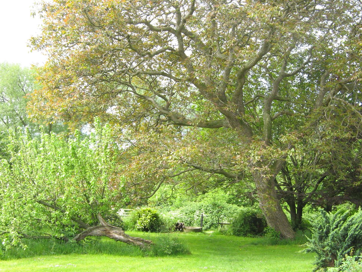Walnut and Apple Tree, Cawthorne, South Yorkshire