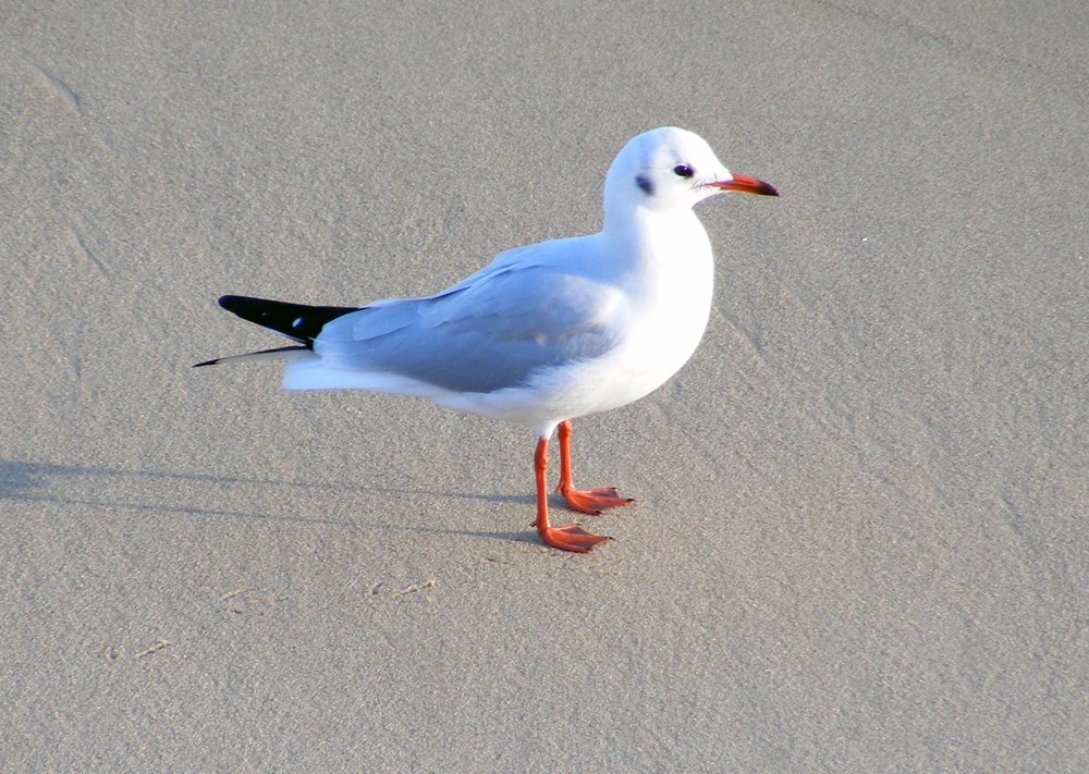 Seagull on the Beach at Great Yarmouth, Norfolk