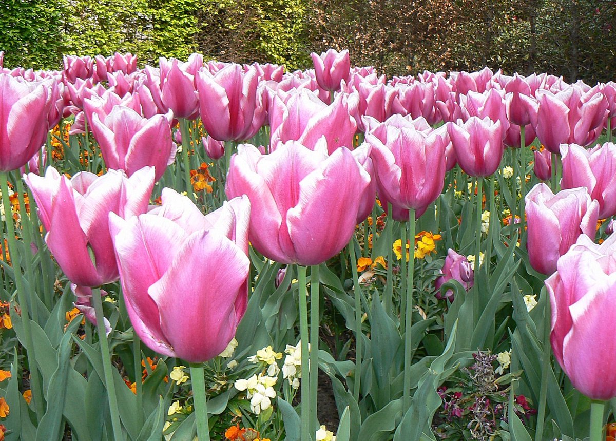 Spring bulbs in Greenwich Park, Greater London
