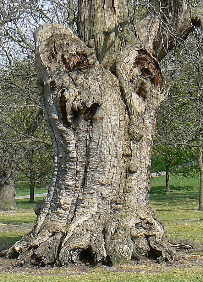 Tree in Greenwich Park, Greater London